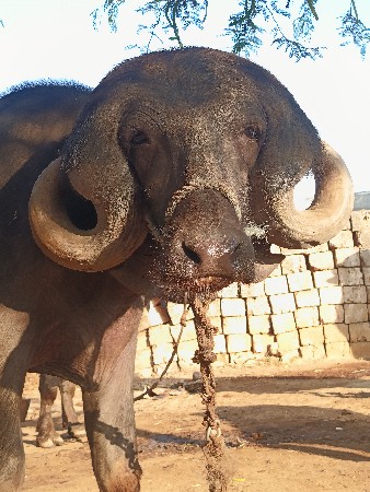 જાફરાબાદી પાડો વેચવાનું