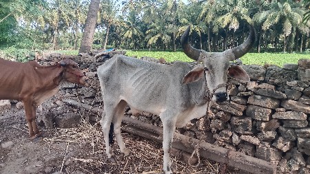 ગોઢલો