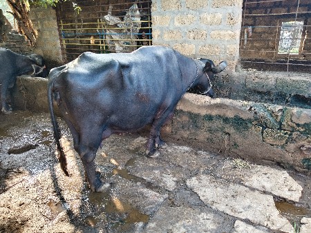ભે સ દેવાની છે