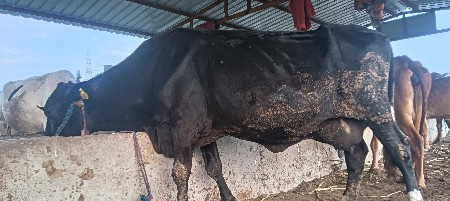 સાટા કરવા ના સે