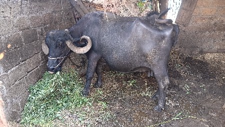 ભેંશ વેચવાની સે