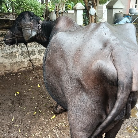 ભેસ વેસવાનિ સે ૧૦ દિવસ નિ કાસિ
