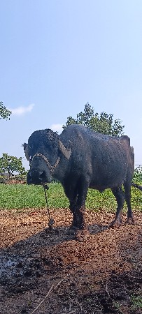 biju vetar bhes veshvani se