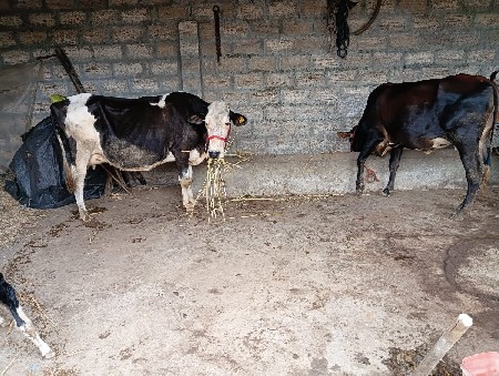 ઍસ ઍફ વેચવાની છે