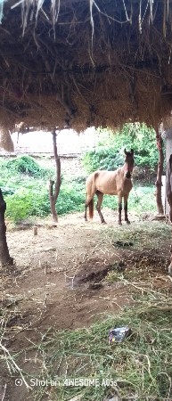 ઘોડી વેચવાની છે