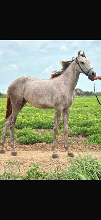 આ વશેરી વેસવાની છે
