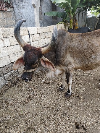 વેચવાનું છે