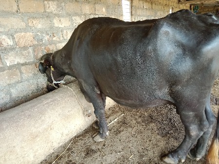 ભેંસ વેચવાની છે.
