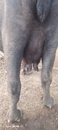 ૩ વેતર છે