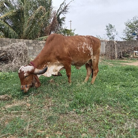 ગીર ગાય વેચવાની છે