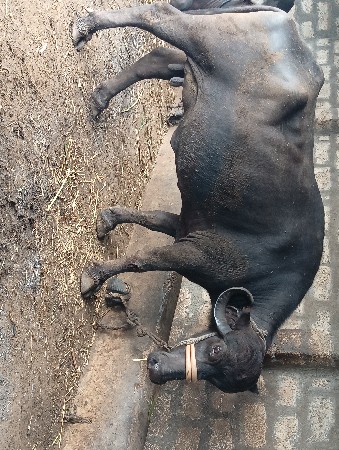 2 જુ વેતર ખડેલી