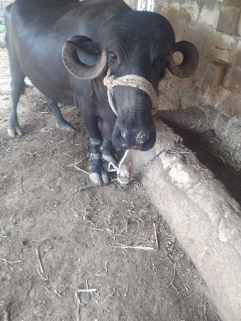 ભેંશ વેચવાની છે