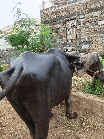 ભેંસ વેચવાની છે. તિજુવેર ધામણ છે