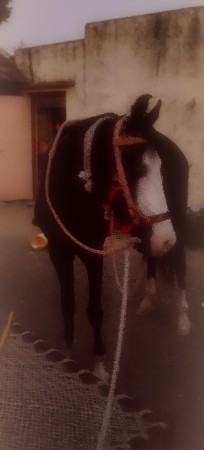 ધોડી