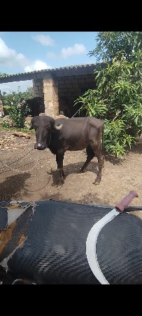 પાડી