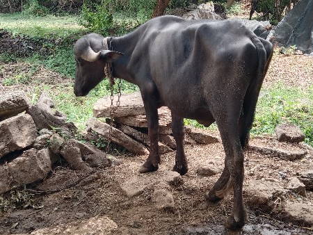 2 પાડા વેચવાના છે