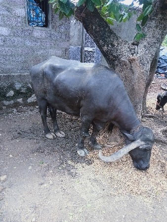ભીલી.ભેસ