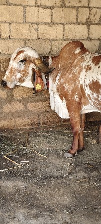 ગીર કાબરી