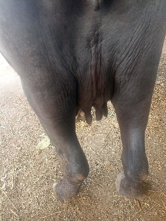 ભેંસ વેચવાની છે