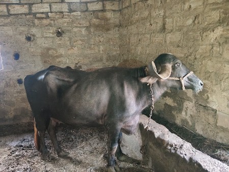 2 ભેંસ વેસવાની સે