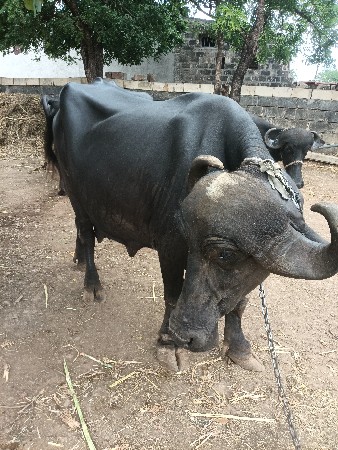 ભેંસ વેચવાની છે...