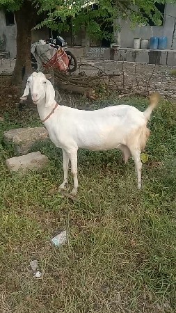 આ બકરી વેચવાની છે