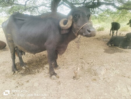 ભેંસ વેચવાની સે