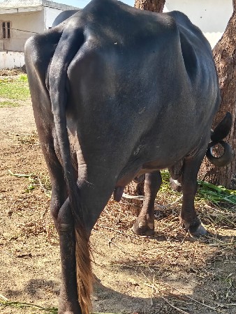 બીજું વેકર વિયાણી દસ દિવસ થયા