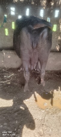 ભેંસ વેચવાની છે.