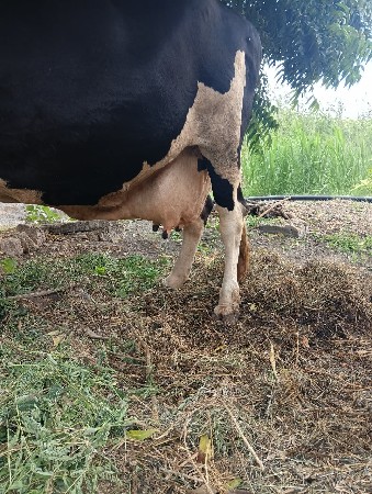 ગાય વેચવાની છે
