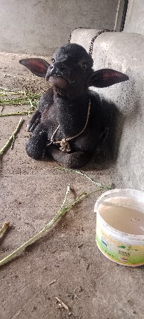 પાડો દેવાનો છે