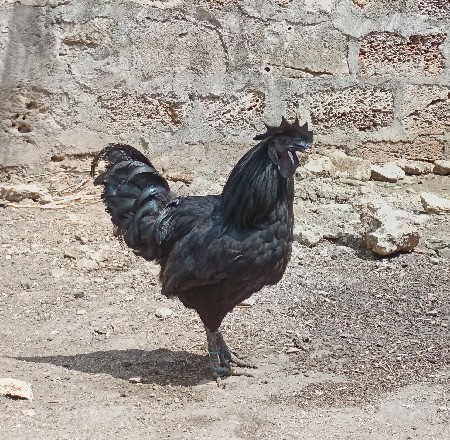 કારકનાથ કૂકરો