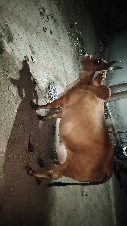 ગાય વેચવાની છે