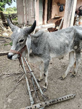 બળદ