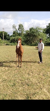 વસેરીવેચવાની