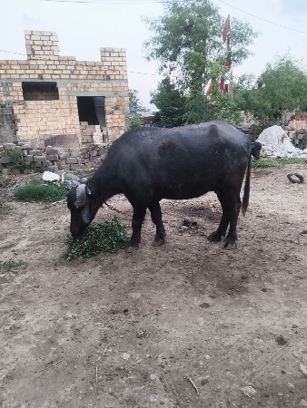આ બંને ભેંસો બેસવાની છે