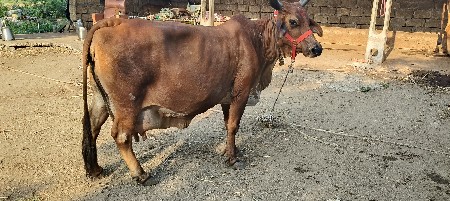 ગાય વેચવાની છે