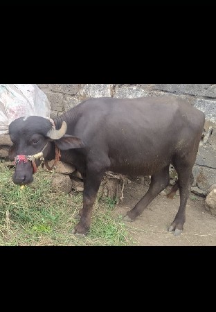 પાડી વેચવાની છે
