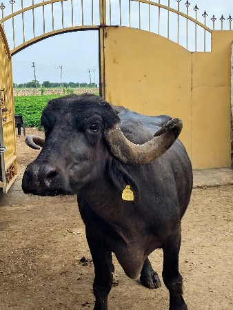 ભેંસ વેચવા ની