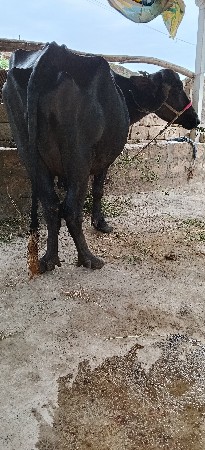 ખડેલી વેસવાની છે