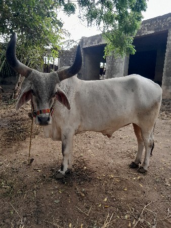 આવૉ બળદ લેવાનૉ છે