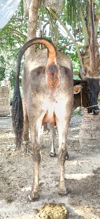 ગાય વેચવાની છે