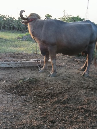 ભેંસ વેચવાની છે
