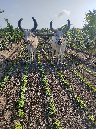 વેશવાના  છે