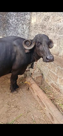 3 વેતર ની ભેસ વેચવા ની છે