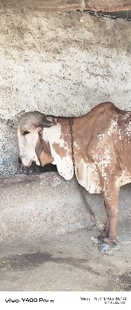 ઓરીજનલ ગીર હોડકી વેચવા ની છે
