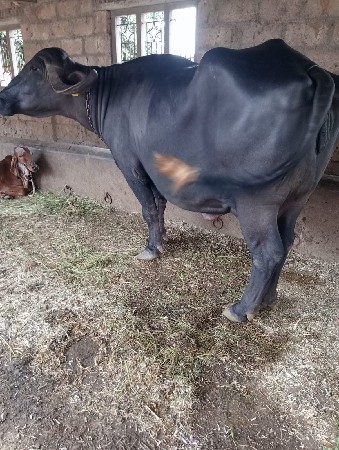 ભેંશ વેચવાની છે