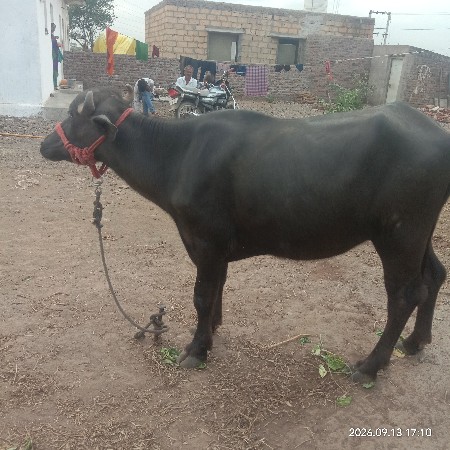 3 વરસ નુ ખડેલુ છે