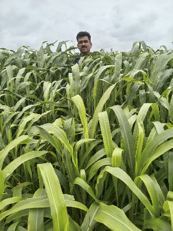 લીલો ચારો