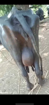 ભેંસ વેચવાની છે
